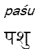 pasu